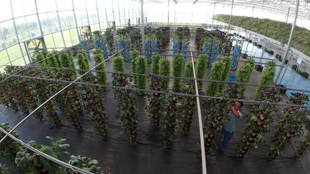 种植奇迹：如何通过科技农业实现每年100倍的收益？