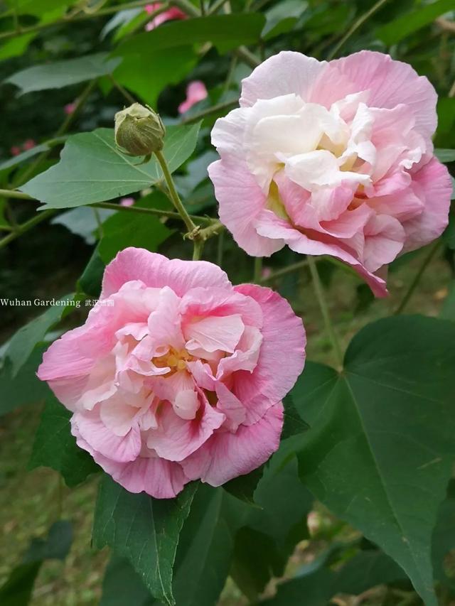 14种适合立秋后院子里种植的植物推荐