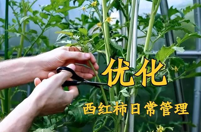 越夏大棚西红柿“坐果难”，重点原因有三种，对号入座即可