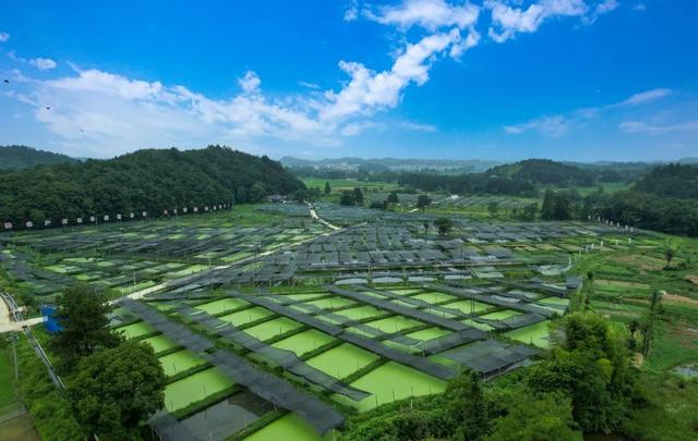 【上饶天下SHOW之万年县】万年这个乡是苏东坡后裔居住地，如今是特色文旅乡村！