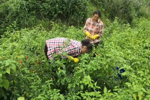 产值约1600000元！攀枝花市东区银江镇双龙滩村种植的高辣素辣椒丰收了