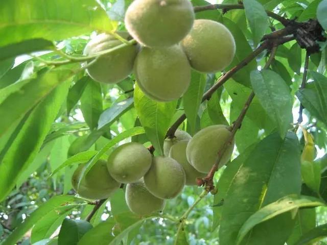 春天是采摘野菜野果的时候，还记得那些大饱口福的野菜野果吗？