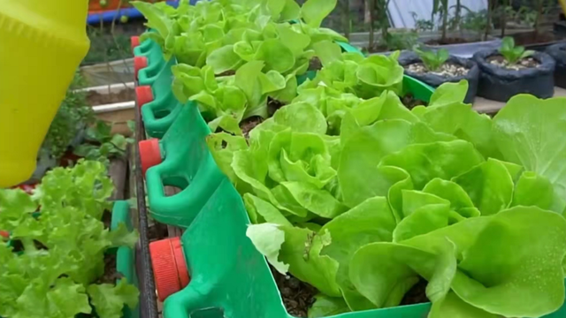 阳台种菜，还在发愁没有土吗？