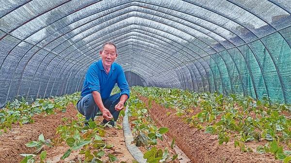 小邓庄村：淫羊藿种植正当时