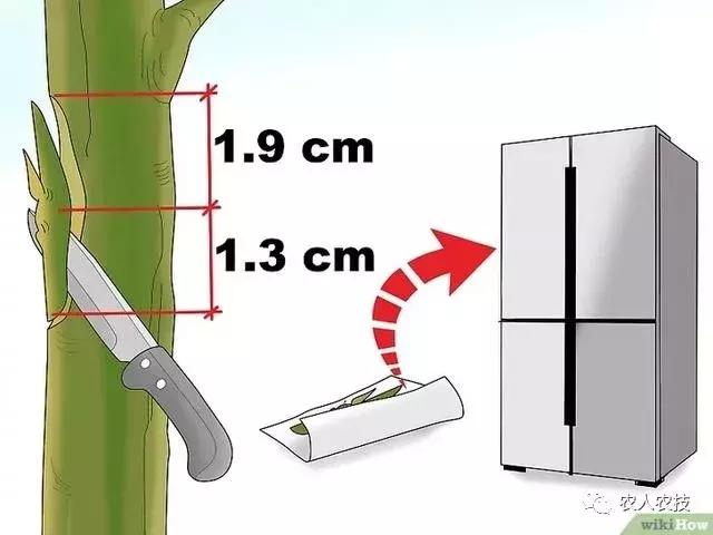 一分钟学会果树嫁接技术