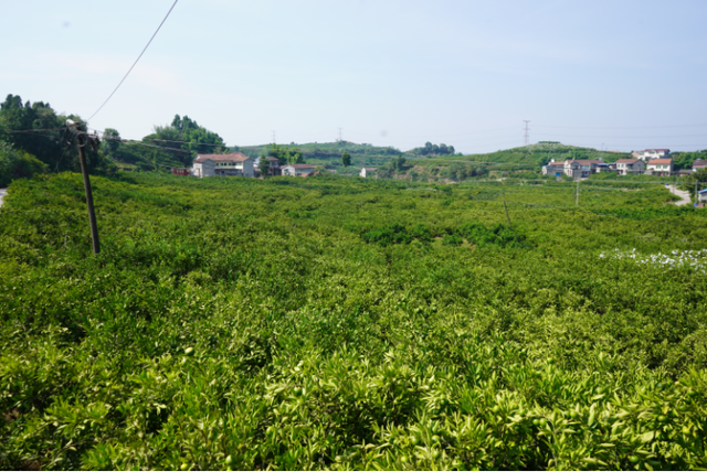 四川雁江27.5万亩蜜柑“喊渴”：果农找水难，预计还要等一周才有雨