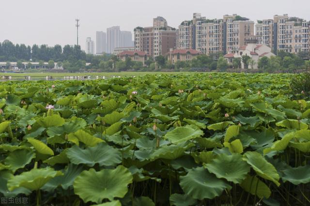 莲藕种植栽培技术要点，农户们来看看，简单明了