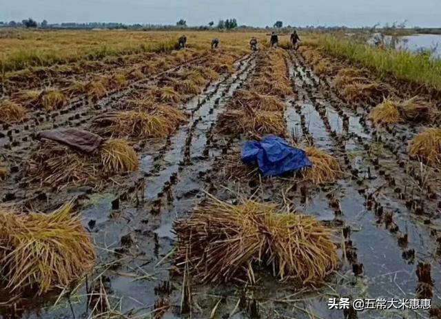 稻花香水稻产量低？不怕，做到【四早两晚】轻松解决