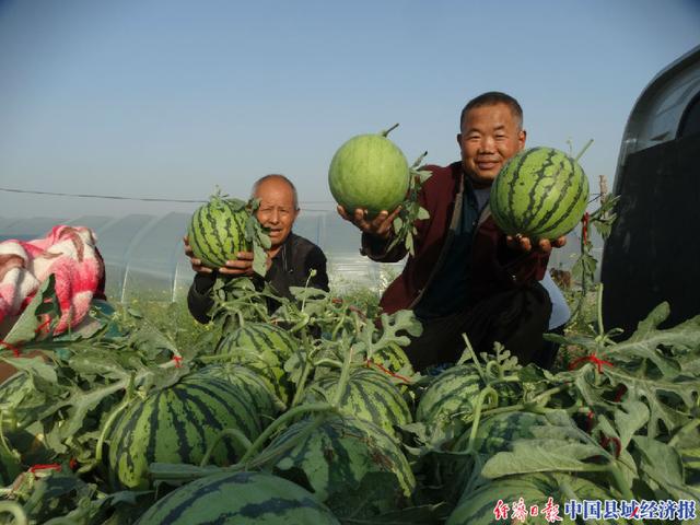 河南沈丘县马营村：订单西瓜喜丰收 瓜农乐开怀