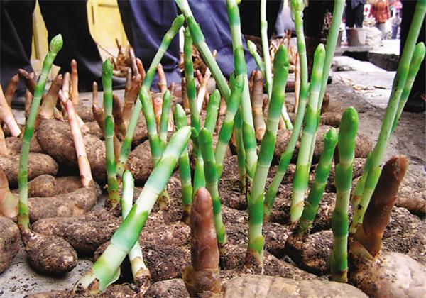 农村种植中药材天麻，栽培种植技术及种植教程，这样能高产