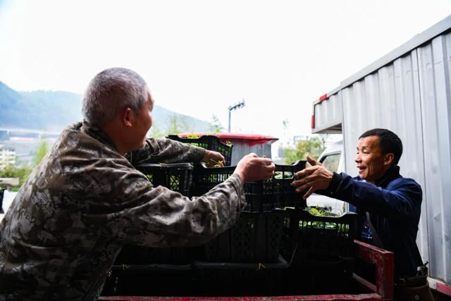 龙胜：人勤春来早，小小罗汉果苗撑起大产业