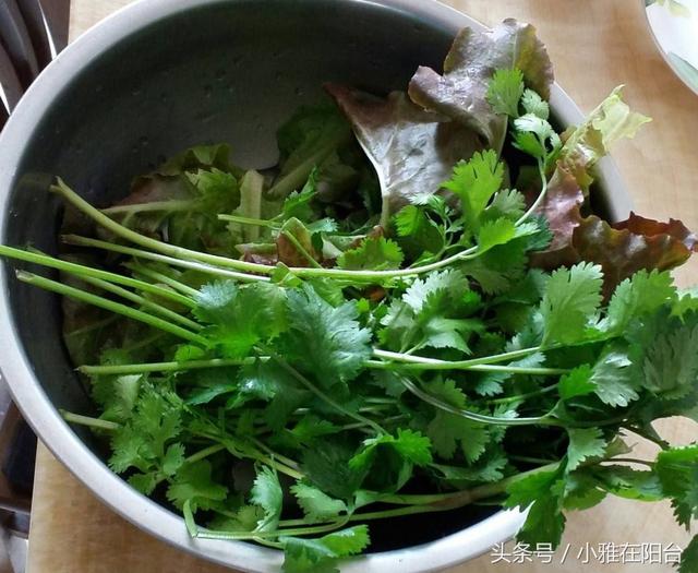 阳台种植香菜的小秘密，发芽快，长势旺，现在种刚好