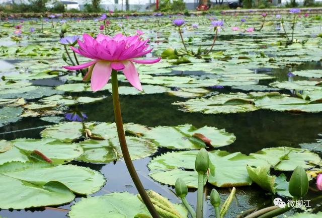 花都开好了！来，九品香莲正诠释着这个夏日的唯美～