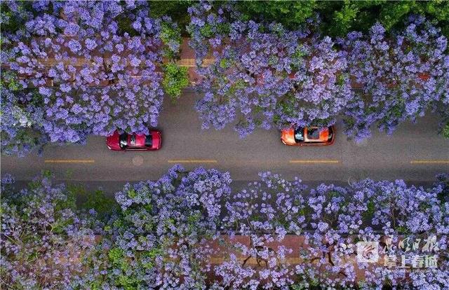 蓝花楹开了！昆明这些地方都能“打卡”，快收藏~