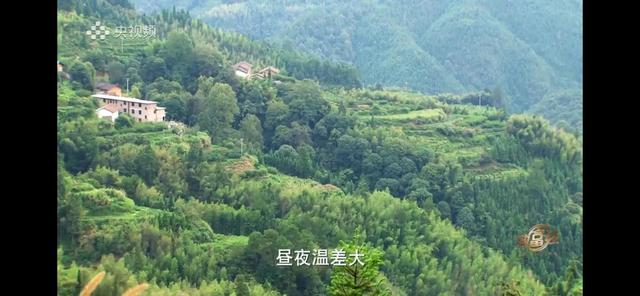 湖南男子承包100亩山地种辣椒，如今辣椒价格翻3倍，年销售400万