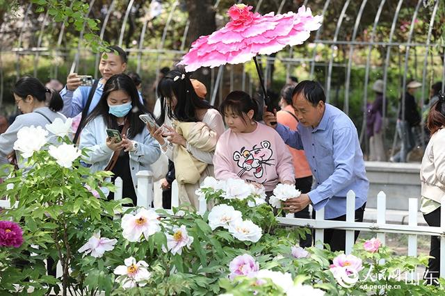 山东菏泽：牡丹竞相绽放 赏花正当时