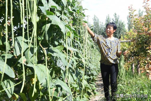 种植豆角记住三遍水、三次肥和一技巧，出苗齐、长得好、结荚多