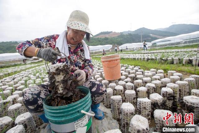 “小木耳大产业”科技赋能乡村产业振兴