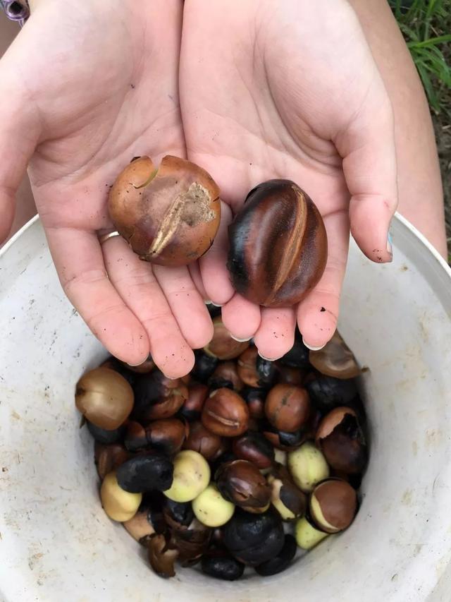 花开后孕育的大果荚，孕育的种子养在小花盆里，长得特快