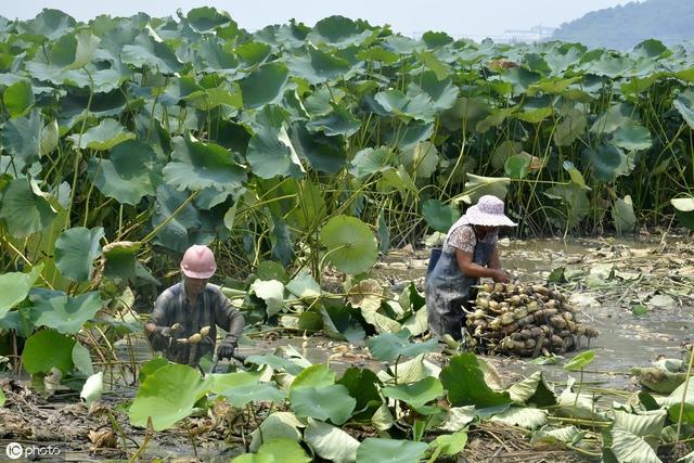 种植莲藕一亩竟然高达15000元，他是怎样管理的呢