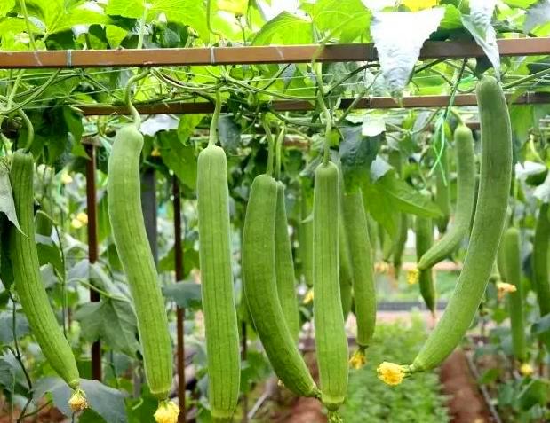 农民日光温室秋冬季种植丝瓜，要想丝瓜嫩又长，田间管理要到位