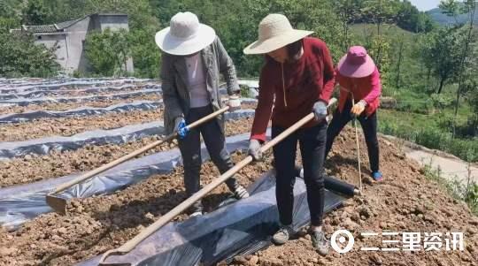 翻地、起垄、覆地膜......瀛湖镇付家扁村百亩烤烟种植正当时