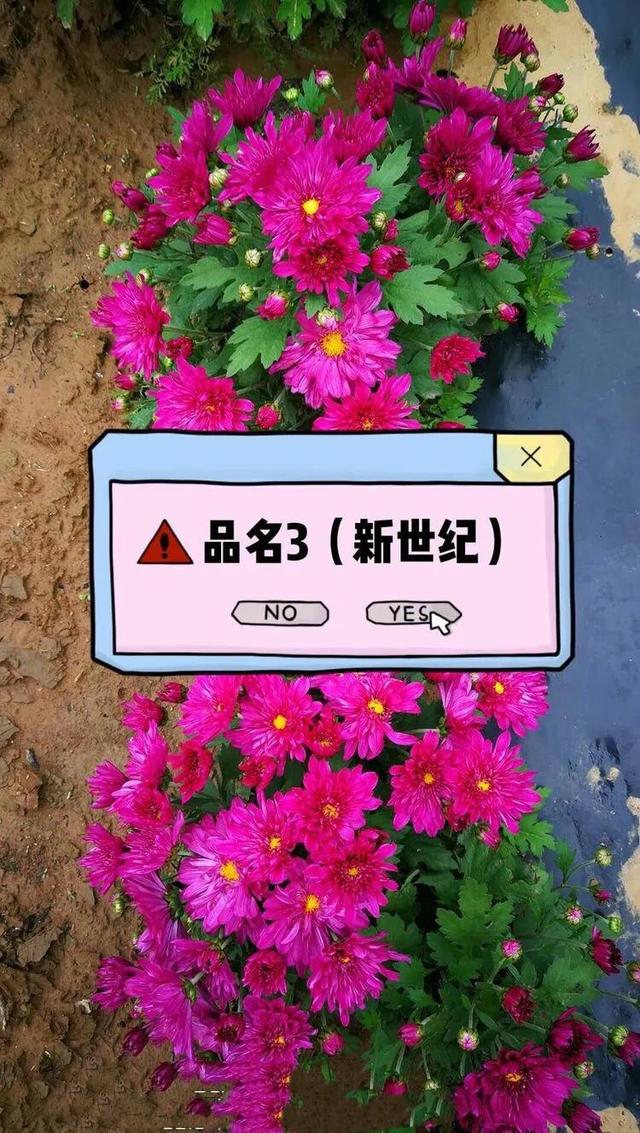 北京夏菊欣赏