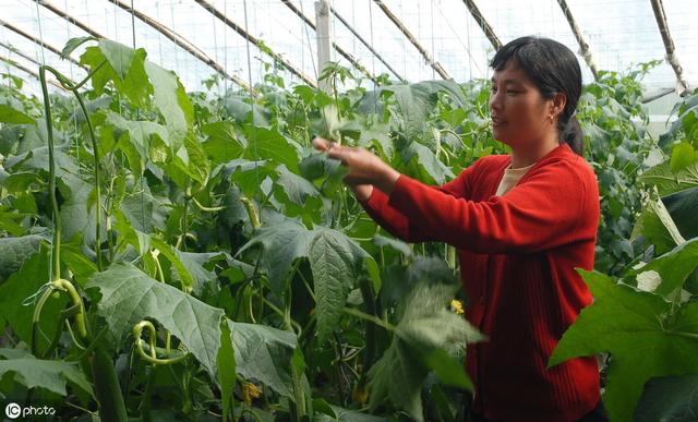 农民日光温室秋冬季种植丝瓜，要想丝瓜嫩又长，田间管理要到位