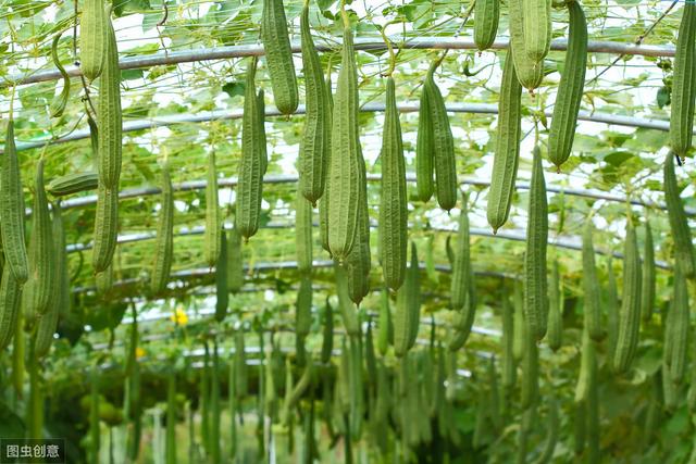 农民日光温室秋冬季种植丝瓜，要想丝瓜嫩又长，田间管理要到位