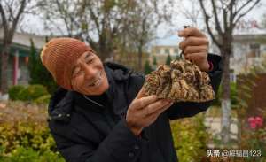 苍珠种植产量多少(6亩中药材4年生一下子卖了60万元，看他是怎样种药材的)