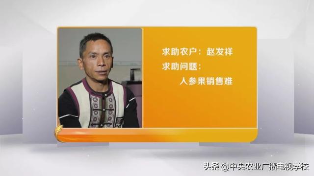 【田间示范秀】人参果总动员