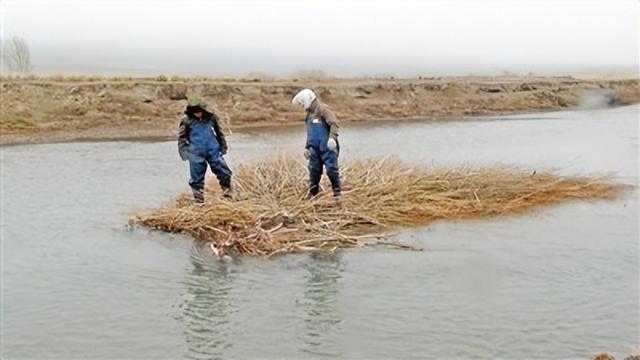 新疆出现怪物“浑度左”？轻松咬断一棵大树，还能截断整条河流？