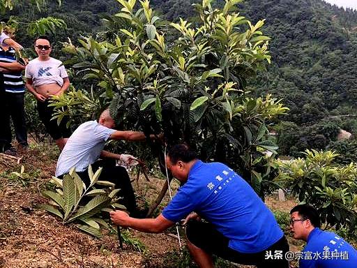 当下枇杷栽植季节，幼苗栽植到挂果树全套技术，提高成活率与产量