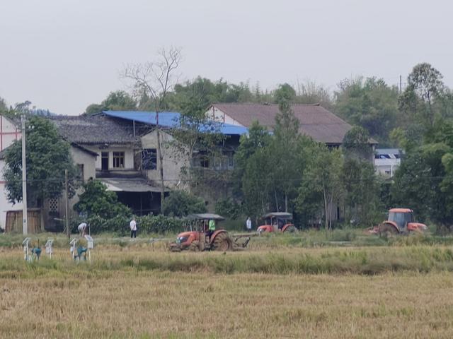 速来围观！广安这个乡镇正在打造万亩油菜基地