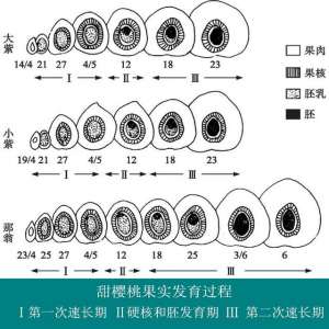 樱桃核种植方法(樱桃树栽培技术｜大樱桃果实发育与产量关系)