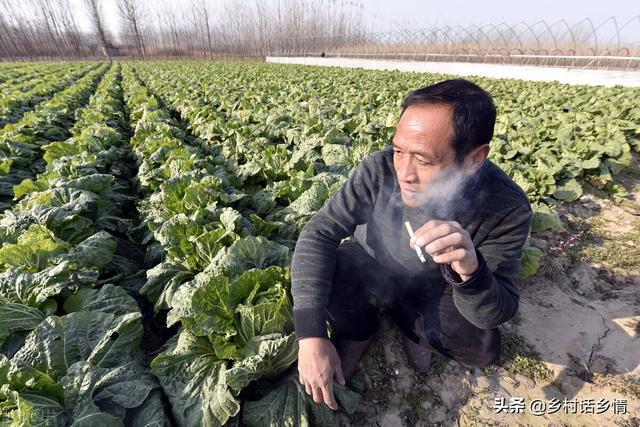 老大爷教我三个笨办法种植秋白菜，出苗齐没病害，棵大还好吃