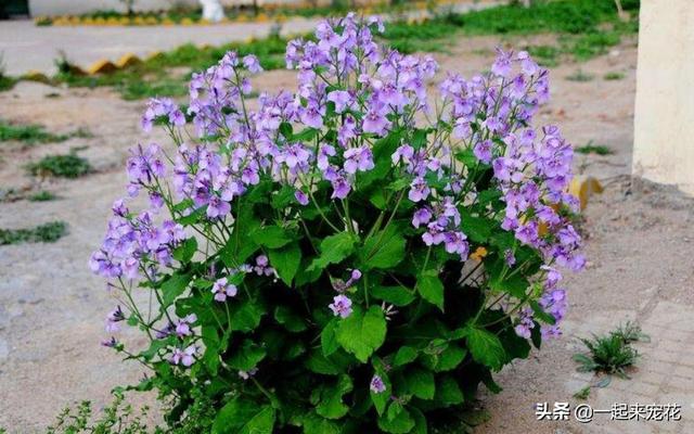 适合2月种植的10种花，一把种子撒在土壤里，一开就是300天