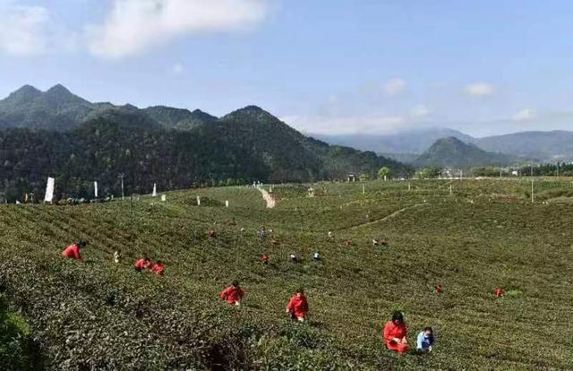 赣鄱匠心 茶香世界——江西三项制茶技艺列入联合国教科文组织人类非物质文化遗产代表作名录