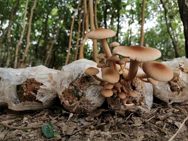 种植有妙招 林下有好“菌”