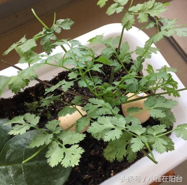 阳台种植香菜的小秘密，发芽快，长势旺，现在种刚好