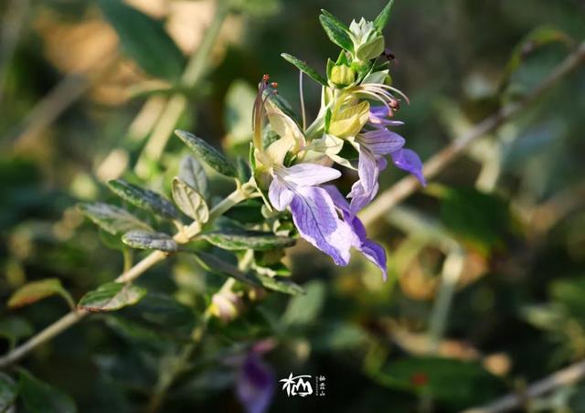 【栖霞山·植物百科】水果蓝：花型奇妙，姿态万千