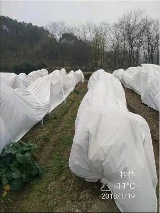 柑橘种植高手在砂糖桔园参观新型盖膜产品，覃会长解说防寒布优势