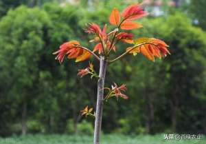 大棚香椿的种植方法(大棚香椿高产高效栽培技术，老农告诉你这几种栽培方法，产量更高)