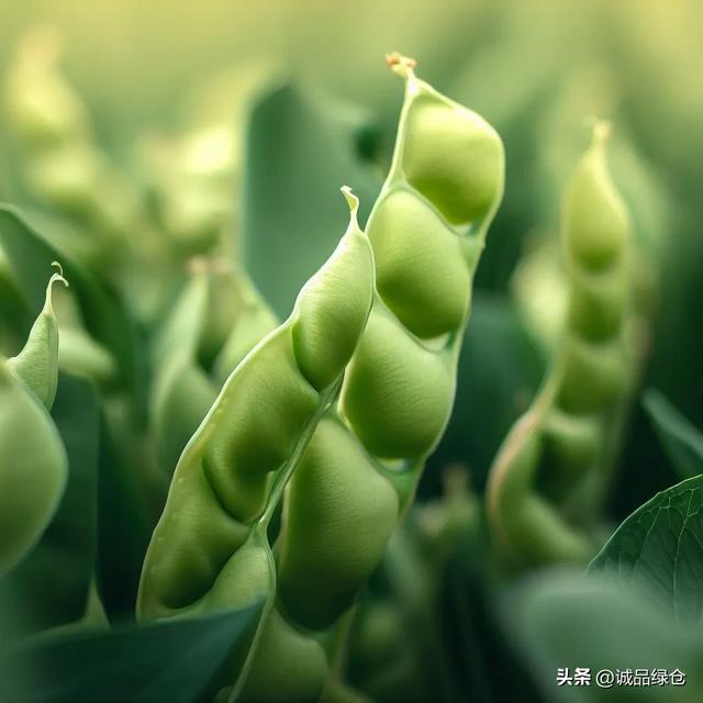 蚕豆种植指南：从播种到收获的全过程