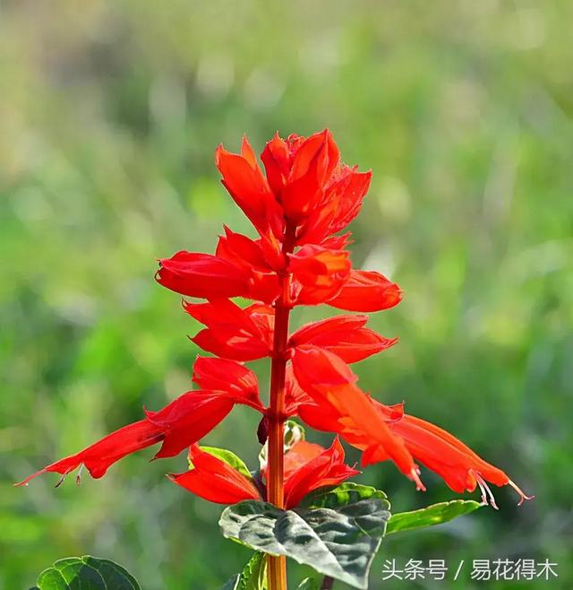 清明阳台种花，给您推荐如下