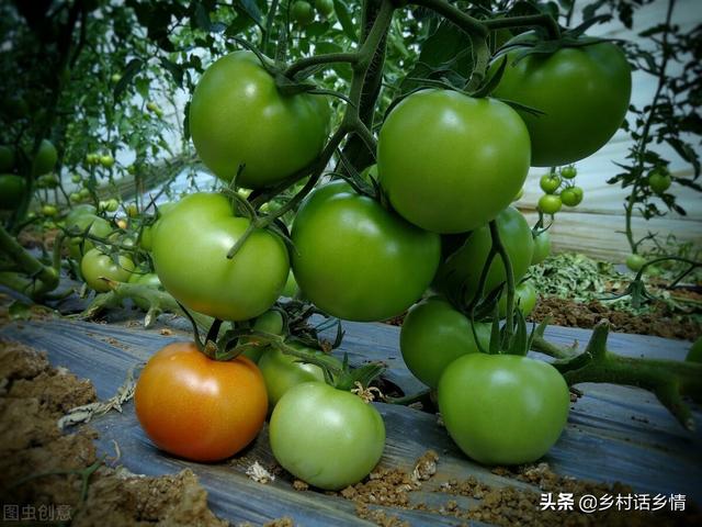 经验分享，种植蔬菜要掌握好这三点，很多人可能做错了