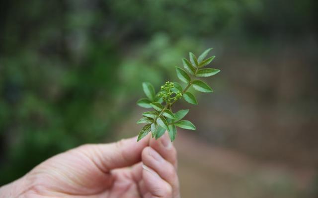 花椒树栽培技术｜栽植管理技术