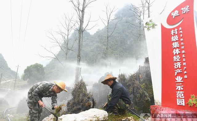 德保：石山上种出致富“仙草”