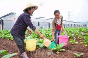 大棚波菜种植技术(高