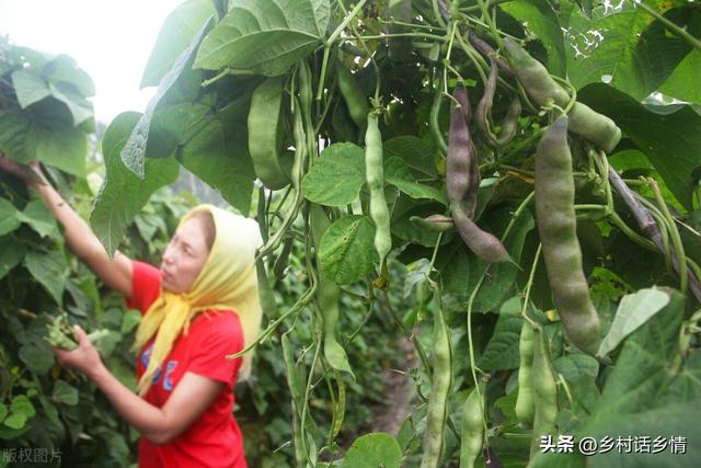 种植豆角记住三遍水、三次肥和一技巧，出苗齐、长得好、结荚多